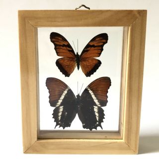 Vintage Swallowtail Double Butterfly Taxidermy Shadow Box Display Framed Art