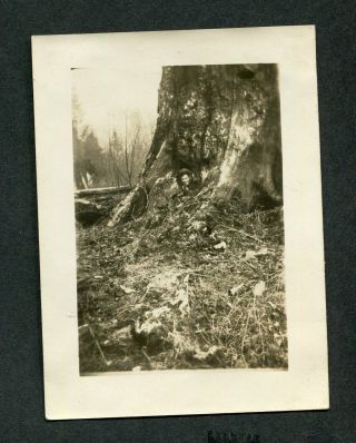 Unusual Vintage Photo Man Hiding In Giant Tree Stump 423155