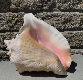 Vtg Pink Queen Conch Shell Seashell Tall & Large Beach Sea Ocean Decor 10x9x6”
