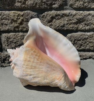 Vtg Pink Queen Conch Shell Seashell Tall & Large Beach Sea Ocean Decor 10x9x6” 2