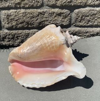 Vtg Pink Queen Conch Shell Seashell Tall & Large Beach Sea Ocean Decor 10x9x6” 3