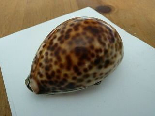 Antique/ Vintage Big Cowrie Shell Snuff Box With White Metal Mounts.