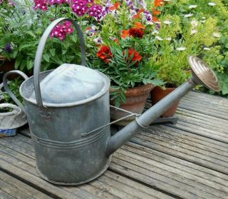 Vintage Old 2 Gallon Galvanised Watering Can With Old Brass Rose Lovely Patina