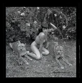 Bettie Page Sexy Pin - up 1954 Camera Negative Photograph Bunny Yeager Cheetahs 2
