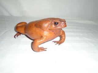 Authentic Vintage Taxidermy Stuffed Toad Frog
