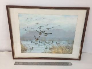 Maynard Reece Wildlife Ducks Vintage Nature 16x12 Framed Art Print