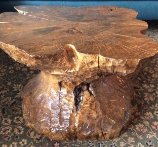 Real Beaver Made Table Coffee Large Natural Rustic River Bank Maple Wood Stump