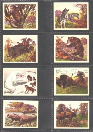 R71 Planters: Endangered: Hunted Wild Animals: Trade Card Set 1933