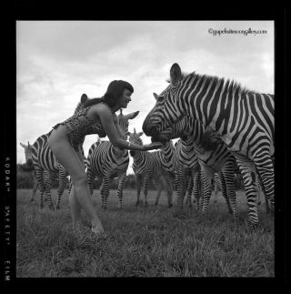 Bettie Page and Zebras Sexy Pin - up 1954 Camera Negative Photograph Bunny Yeager 2