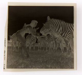 Bettie Page and Zebras Sexy Pin - up 1954 Camera Negative Photograph Bunny Yeager 3