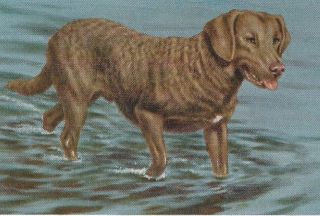 Chesapeake Bay Retriever - Vintage Color Dog Print - Matted