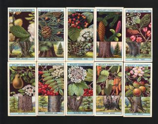 Cigarette Cards.  Wills Tobacco.  Flowering Trees & Shrubs.  (1924).  (full Set).