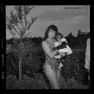 Bettie Page Sexy Pin - up 1954 Camera Negative Photograph Bunny Yeager With Chimp 2