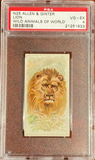1888 N25 Allen & Ginter Wild Animals Of The World Lion Psa 4 Vg - Ex