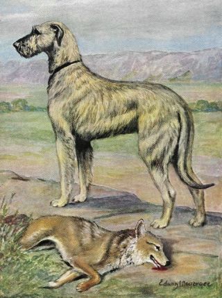 Irish Wolfhound - Vintage Color Dog Print - Matted