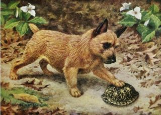 Norwich Terrier - Vintage Color Dog Print - Matted
