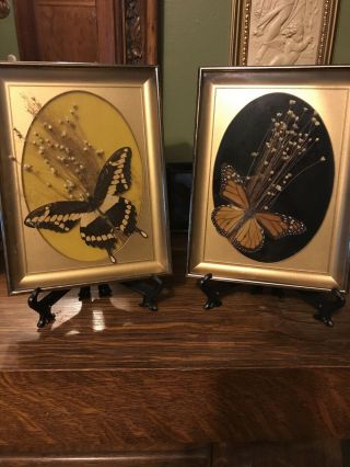 Vintage Real Butterfly Taxidermy Glass & Metal Framed Wall / Shelf Decoration