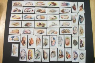 Like Cigarette Tobacco Cards Cerebos Purity Sea Shells 1925 Part Set 50 Cards
