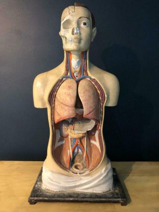 Antique Rare Adam Rouilly Plaster Anatomical Male Torso C1918