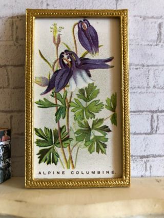 Vintage Dollhouse Framed Botanical Print - “alpine Columbine " 1:12