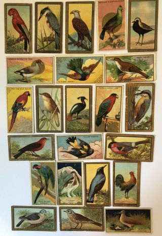 Antique 1910 - 1911 T24 “bird Series” Tobacco Cards Piedmont Cigarettes 23 Cards