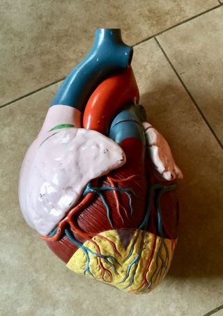 Antique Denoyer Geppert Giant Anatomical Medical Heart Model