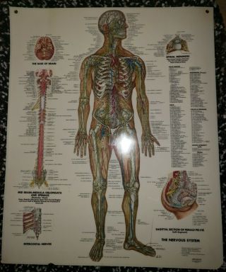 Vtg 1949 Poster Peter Bachin Nervous System Anatomical 20x24 Massage Doc Learn