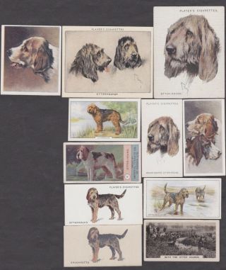 11 Different Vintage Otterhound Tobacco/cigarette Dog Cards