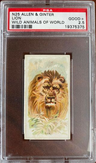 1888 N25 Allen & Ginter Wild Animals Of The World Lion Psa 2.  5 Good,