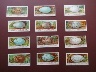 Birds Eggs Issued 1908 By Ogdens Set 50