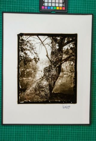 A Silent Friend,  A Carbon Print On Glass From A Wet Plate Collodion Negative