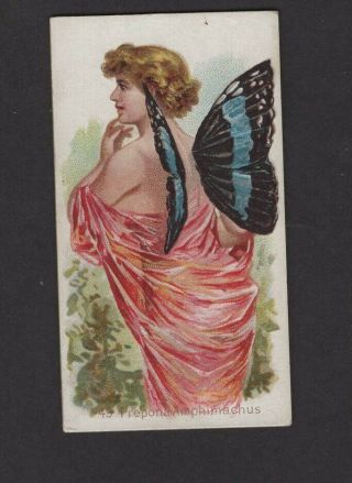 1888 W.  S.  Kimball & Co.  Butterflies N183 49 Propona Amphimachus