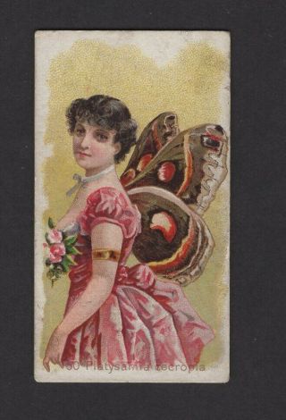 1888 W.  S.  Kimball & Co.  Butterflies N183 50 Platsysamia Cecropia