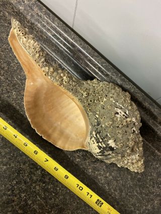 Vintage Large Peach Sea Shell Natural Conch Seashell 15” Beach Decor