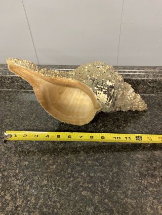 Vintage Large Peach Sea Shell Natural Conch Seashell 15” Beach Decor 2