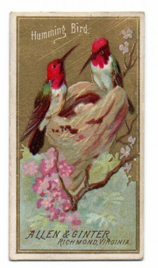 1888 Allen & Ginter N4 Birds Of America Humming Bird
