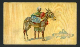 Egyptian Donkey 1892 N101 Duke 