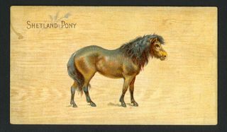 Shetland Pony 1892 N101 Duke 