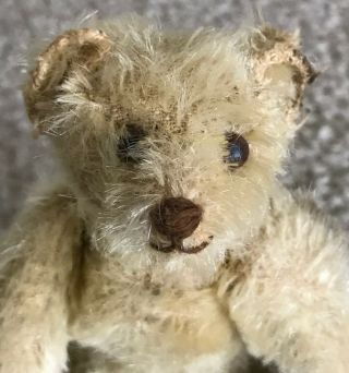 Vintage Antique Steiff 5 Inch Jointed Mohair Rattle White Bear Miniature 2