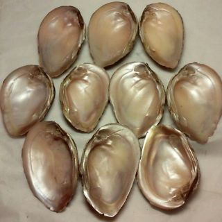 10 Or More Pair 2,  Lbs Vintage Elephant Ear Tennessee Mussel Shells Small 4