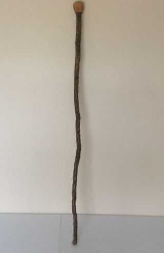 Vtg Bentwood Bark Timber Knob Handle Carved Walking Hiking Stick 48”
