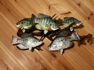 Bluegill And Crappie Wood Carving Taxidermy Vintage Fish Decoy Casey Edwards