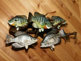 Bluegill and Crappie Wood Carving Taxidermy Vintage Fish Decoy Casey Edwards 2