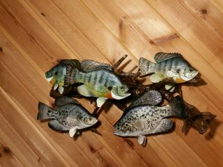 Bluegill and Crappie Wood Carving Taxidermy Vintage Fish Decoy Casey Edwards 3