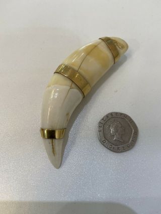 Antique Tigers Tooth Wrapped With 18ct Gold Bands Brooch