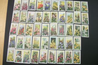 Cigarette Tobacco Cards Gallaher Wild Flowers 1939 Full Set 48 Cards