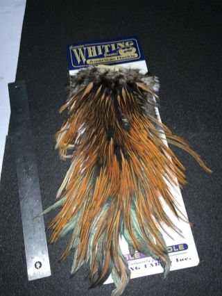 VINTAGE WHITING FARMS AMERICAN ROOSTER SADDLE FEATHERS FLY TYING 3