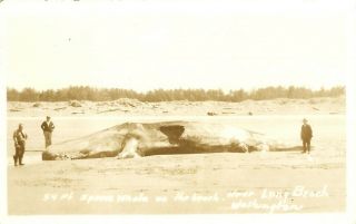 Sperm Whale On The Beach,  Rppc,  Long Beach,  Washington,  Vintage Postcard