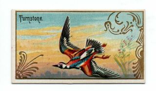 1889 Allen & Ginter N13 Game Birds Turnstone