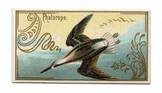 1889 Allen & Ginter N13 Game Birds Phalarope